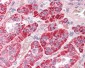 APG12 / ATG12 Antibody (Internal)